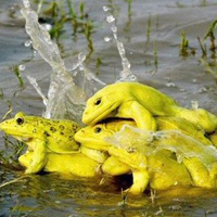Ще замерят Пичиони с жаби срещу Миньор